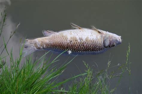 夢見魚死掉|周公解夢：夢見魚死